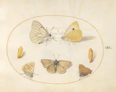 Plate 16; Black-Veined White, Clouded Yellow, Black Hairstreak, Geranium Argus, and Common Blue Butterflies with Two Chrysalides av Joris Hoefnagel