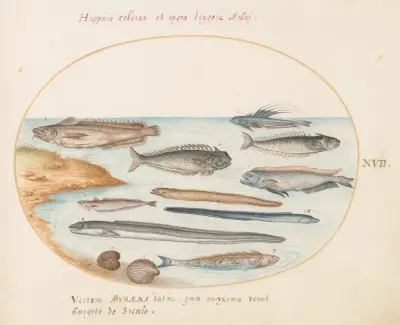 Blad 17; Torsk, fjärsing, ål och andra fiskar av Joris Hoefnagel