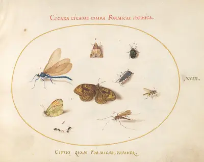 Plate 18; Two Butterflies and a Moth with a Damselfly, Two Ants, and Four Other Insects av Joris Hoefnagel