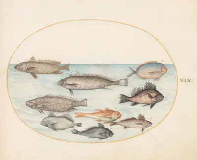 Plate 19; A Damselfish and Other Fish, Including Two ‘Coracinis’ av Joris Hoefnagel