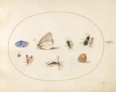 Plansch 19; Två fjärilar med fem andra insekter av Joris Hoefnagel