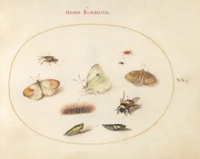 Plate 20; Three Butterflies, a Caterpillar, a Bee, Two Chrysalides, and Three Weevils av Joris Hoefnagel