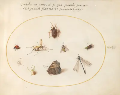Blad 21; En fjäril med trollslända, nyckelpiga och fem andra insekter av Joris Hoefnagel