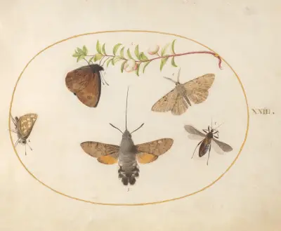Blad 23; humlekolibri, fjärilar och andra insekter kring en snöbärskvist av Joris Hoefnagel