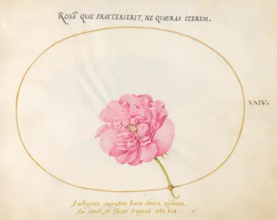 Tavla 24; Rosa ros av Joris Hoefnagel