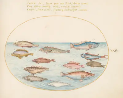 Tavla 25: Medelhavsläppfisk, andra läppfiskar, en havsabborre, flera antias och andra fiskar av Joris Hoefnagel