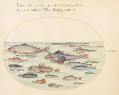 Plansch 27; Blennider, drakhuvudfiskar och andra fiskar av Joris Hoefnagel