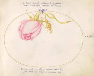 Pla 29; Rosa ros och rosenknopp av Joris Hoefnagel