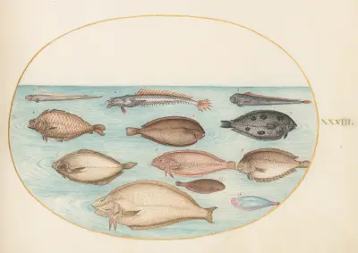 Plansch 33; Sjötunga och andra plattfiskar med bandfisk av Joris Hoefnagel