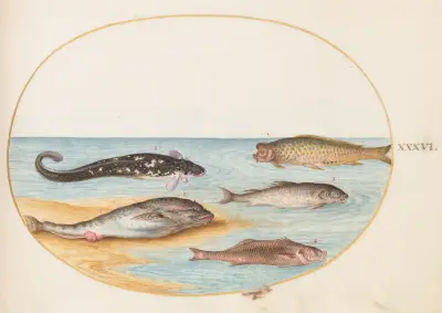 Plansch 36; Fem fiskar, inklusive karp av Joris Hoefnagel
