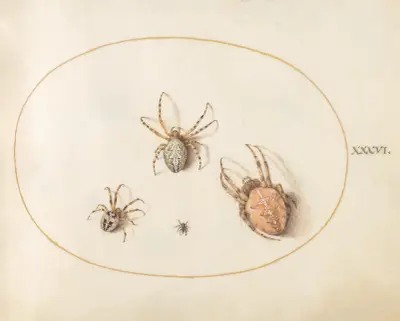Plate 36; Three Large Spiders and One Small Spider av Joris Hoefnagel