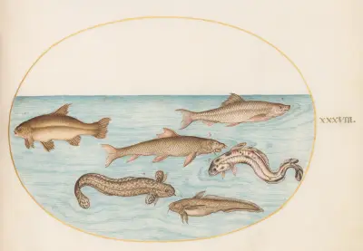 Plansch 38; Lake, skärlånga och andra fiskar av Joris Hoefnagel