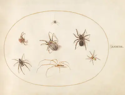 Plate 38; Seven Spiders av Joris Hoefnagel