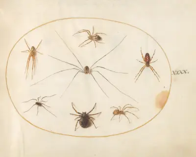 Plate 40; Eight Spiders, Including a Cross Spider, with an Egg Sac av Joris Hoefnagel