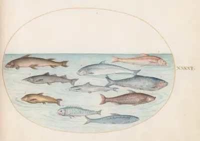 Blad 41; Sik och andra fiskar av Joris Hoefnagel