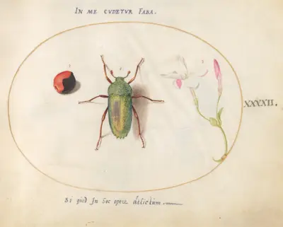Plate 42; Jewel Beetle with a Rosary Pea and a Flower (Oleander) av Joris Hoefnagel
