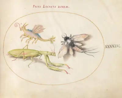 Plate 44; Mantis, Mayfly, and a Fictional Locust av Joris Hoefnagel