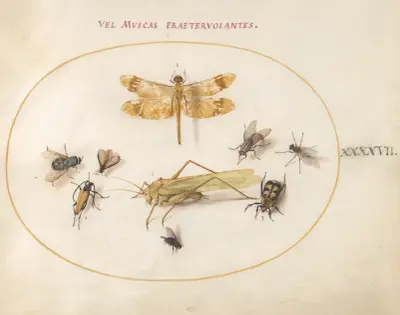 Plansch 47; en trollslända (blågrön mosaikslända), gräshoppa, husflugor, en asbagge, en blomsterbock och andra insekter av Joris Hoefnagel