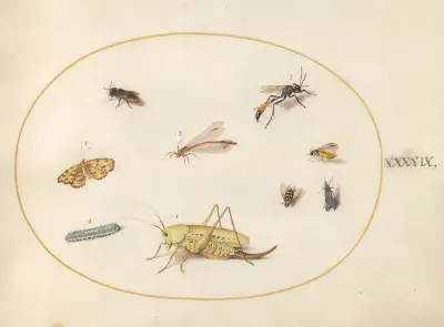Plate 49; A Grasshopper, a Caterpillar, a Butterfly, a Moth, and Other Insects av Joris Hoefnagel