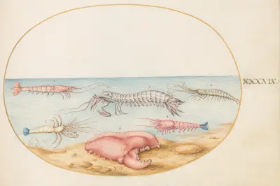 Blad 49; Mantisräka och klon av en europeisk kräfta av Joris Hoefnagel