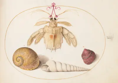 Plate 50; A Partial Mantis Shrimp with Tower Snail Shells av Joris Hoefnagel