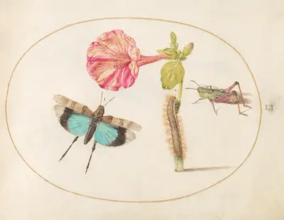 Plate 51; Grasshoppers and a Caterpillar with a Four O’Clock Flower av Joris Hoefnagel