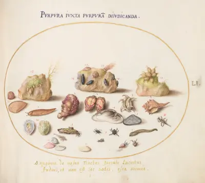 Plate 51; Murex Mollusks, Shells, Hermit Crabs, a Slug, Insects, and Other Sea Life av Joris Hoefnagel