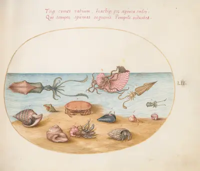 Plate 52; An Argonaut, Squid, Hermit Crabs, Shells, and a Crab av Joris Hoefnagel