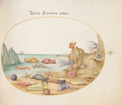 Plate 54; Sea Cucumbers, Sea Urchins, Starfish, a Sea Nettle, a ‘Sea Hare,’ and Other Marine Life av Joris Hoefnagel