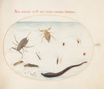 Plansch 56; Vattenskorpion, vattenmätare, skridskolöpare, röd vattenkvalster, igel och andra vatteninsekter av Joris Hoefnagel