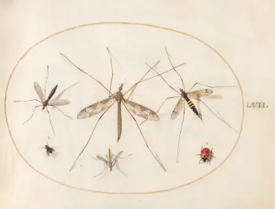 Blad 57; en nyckelpiga, en fluga och fyra andra insekter av Joris Hoefnagel