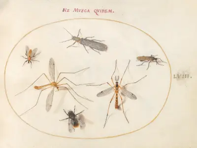 Plansch 58; Ett bi och fem andra insekter av Joris Hoefnagel