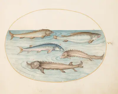 Plate 6; Five Catfish and Sturgeon av Joris Hoefnagel