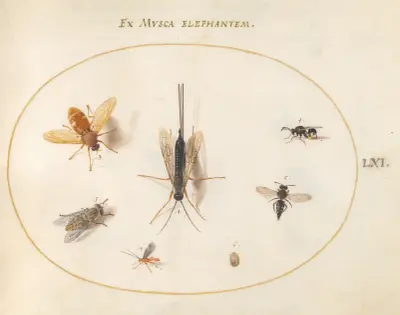 Plate 61; Seven Insects, Including Flies av Joris Hoefnagel