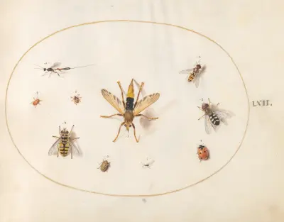 Plansch 62; Tio insekter av Joris Hoefnagel