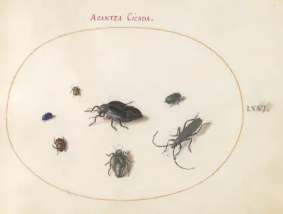Plansch 66; Två oljebaggar, en långhorning och fyra andra insekter av Joris Hoefnagel