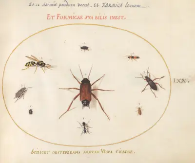 Tavla 70; En kackerlacka omgiven av insekter av Joris Hoefnagel