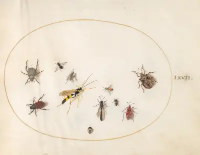 Plansch 72; Sköldbagge, kanelbagge, geting och andra insekter av Joris Hoefnagel
