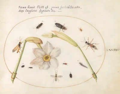 Plate 74; Insects with White Daffodils av Joris Hoefnagel