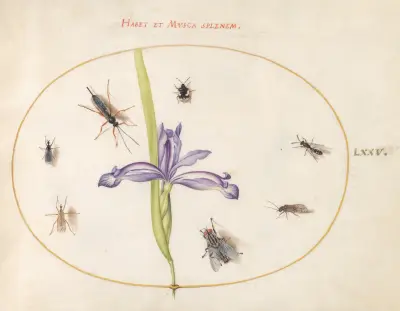 Blad 75; En fluga och andra insekter med en iris av Joris Hoefnagel