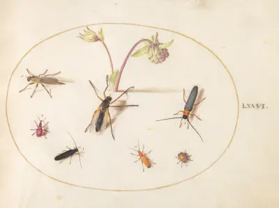 Plate 76; Insects with a Pink and Cream Columbine av Joris Hoefnagel