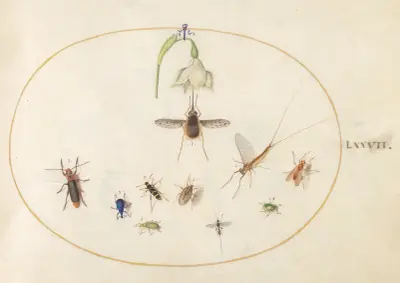 Plate 77; Dotted Bee Fly with a White Flower, a Mayfly, a Blue Weevil, and Other Insects av Joris Hoefnagel