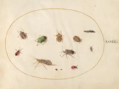 Plansch 79; Tolv insekter, bland annat sköldpaddor av Joris Hoefnagel
