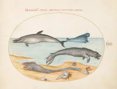 Plansch 8; En delfin, två sälar, en brethmechin och snäckor av Joris Hoefnagel