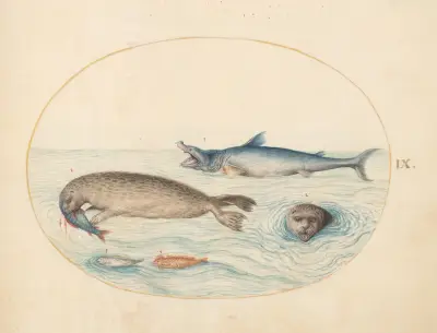 Plate 9; A Great White Shark, Two Seals, and Two Fish av Joris Hoefnagel