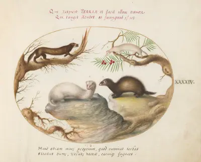 Polecat, Mink, and Ermine av Joris Hoefnagel