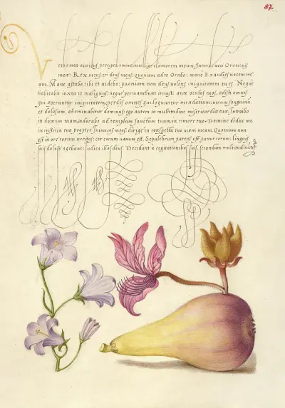 Rampion, Dittany, and Pear av Joris Hoefnagel