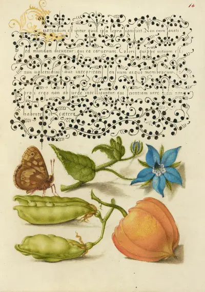 Speckled Wood, Talewort, Garden Pea, and Lantern Plant av Joris Hoefnagel