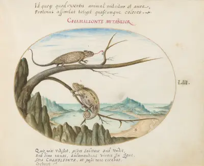Two Common or Mediterranean Chameleons above San Sebastián, Spain av Joris Hoefnagel