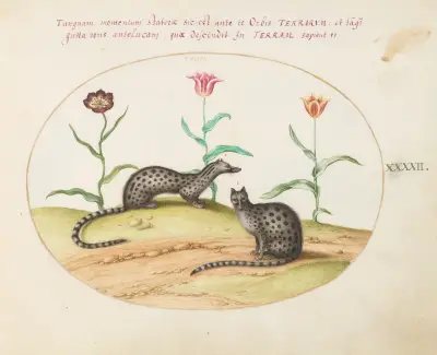 Two Genets or Civet Cats with Tulips av Joris Hoefnagel